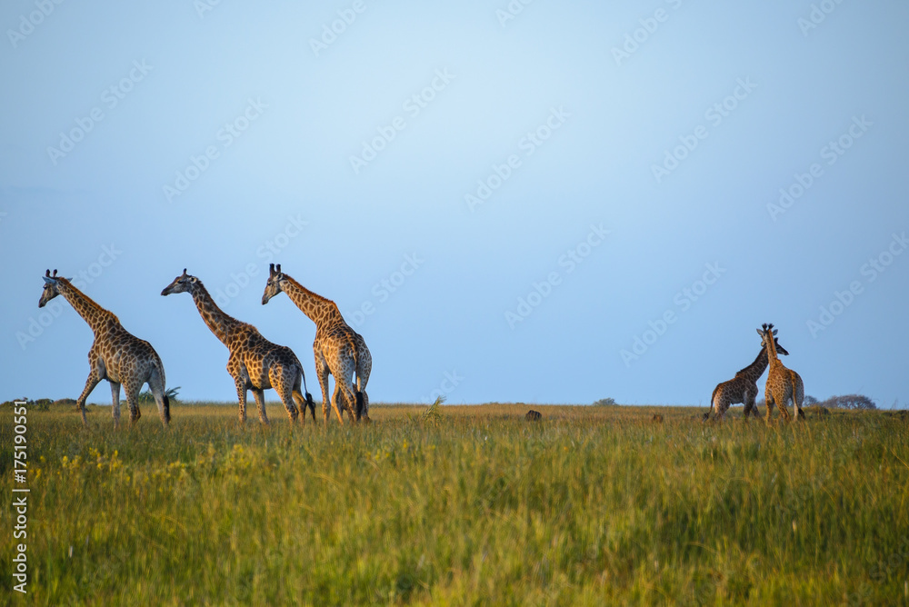 Giraffes at the Isimangaliso wetland park, St Lucia, South Africa