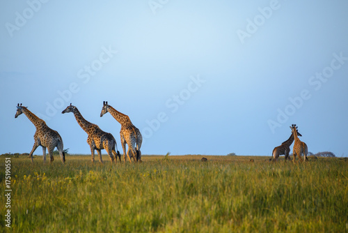Obraz na płótnie Giraffes at the Isimangaliso wetland park, St Lucia, South Africa w salonie