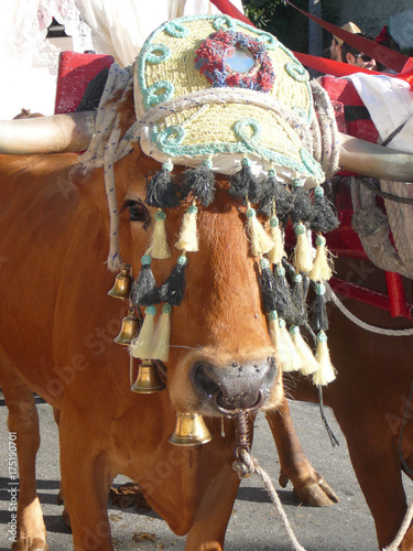 Decorated Bull at local Village fiesta