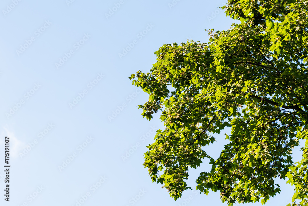 Green branches against blue sky with clouds