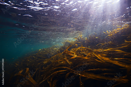 underwater landscape