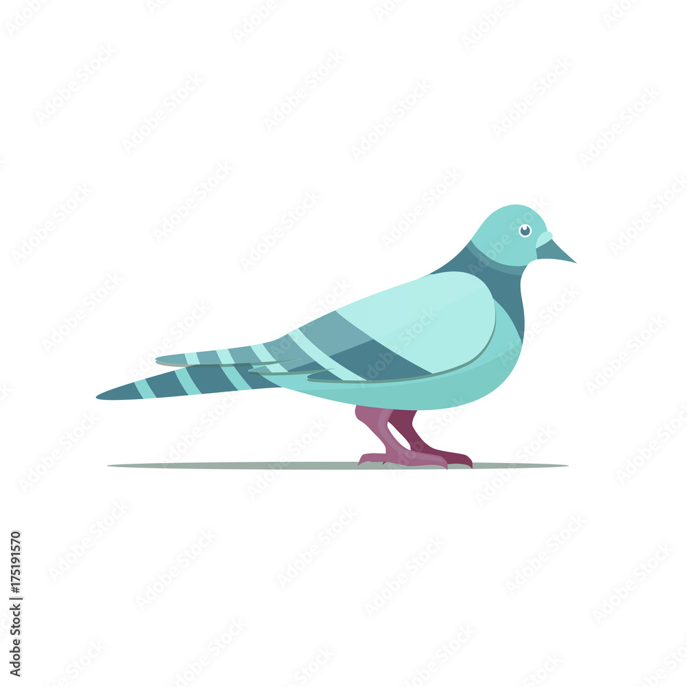 pigeon-flat-vector pigeon-flat-vector