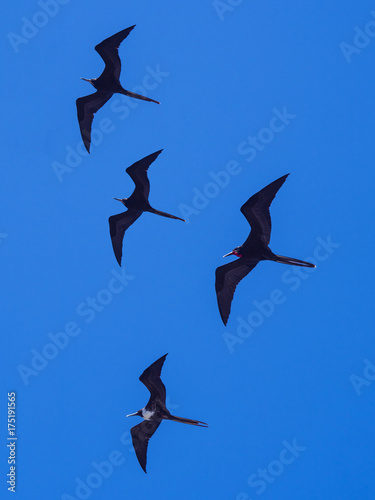 Photography Fregatidae birds on Santa Fe - Galapagos Islands, Ecuador