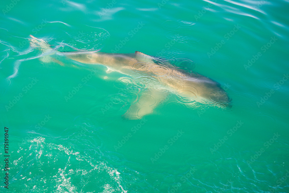 Fototapeta premium Great white shark (Carcharodon carcharias), Gansbaai, South Africa