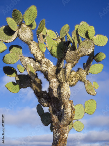 Beautiful Cactus Trees - Santa Fe, Galapagos Islands, Ecuador photo