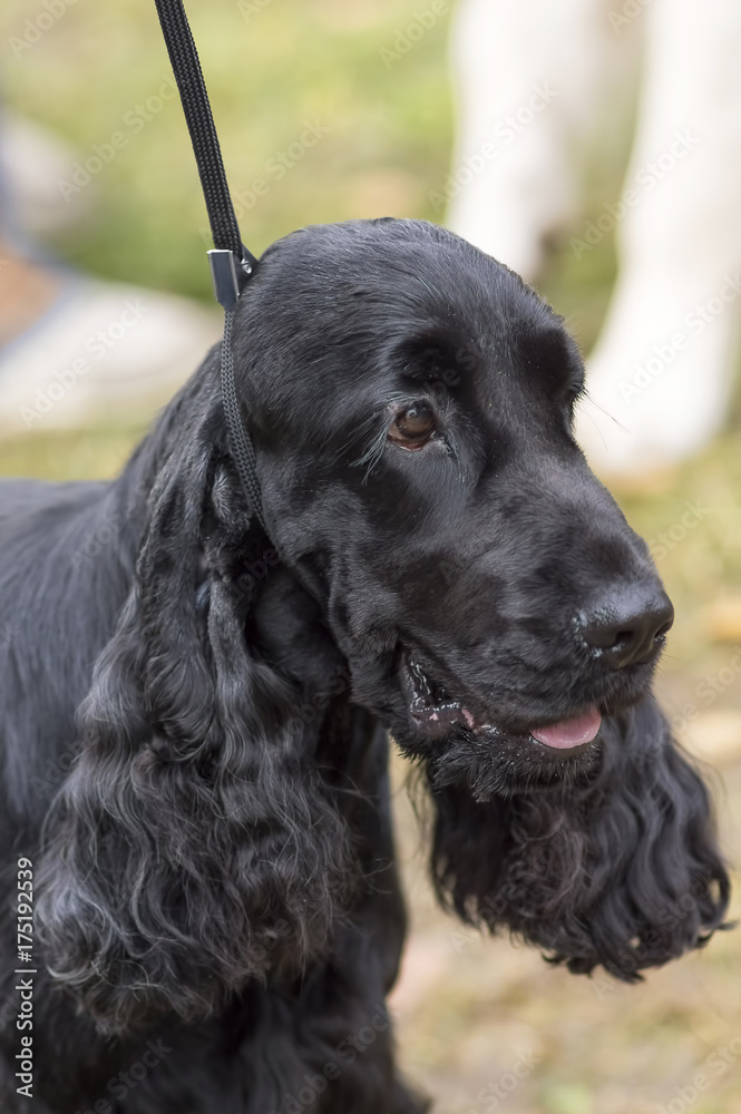 Hunting dog close-up