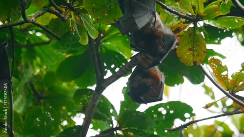 Flying foxes hanging on a tree branch and washing up photo