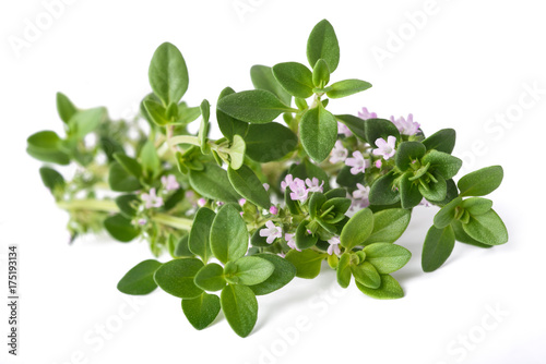 thyme with flowers