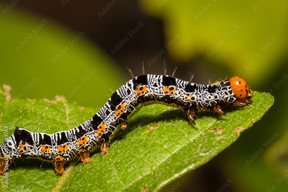 Fototapeta premium Caterpillar on green leaf in Thailand