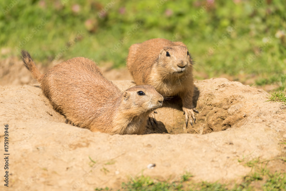 Erdmännchen an Ihrem Bau