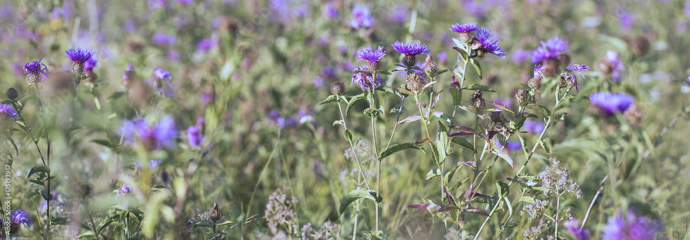 Obraz premium Purple meadow flowers (Centaurea maculosa) on the field in the sunlight, autumn-late summer flowers in the garden