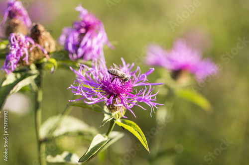 Purple flower closeup with a bee  pollination