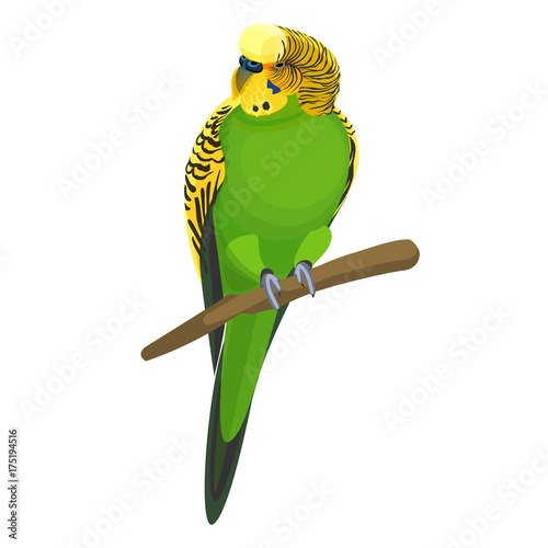 Budgerigar common or shell parakeet informally nicknamed budgie vector illustrat Fototapet