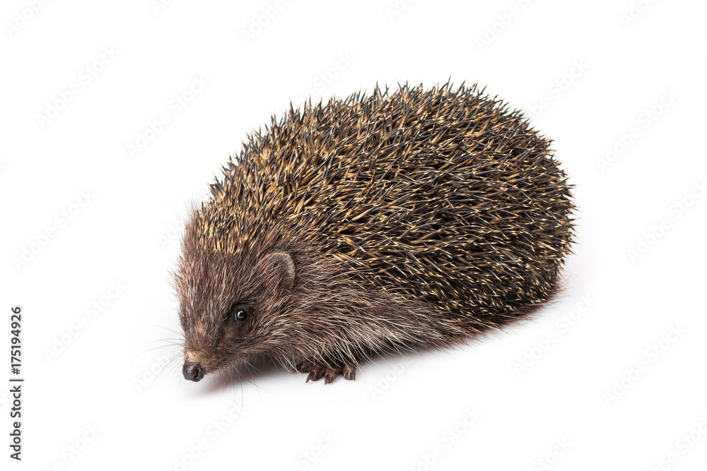 Obraz premium small animal hedgehog isolated