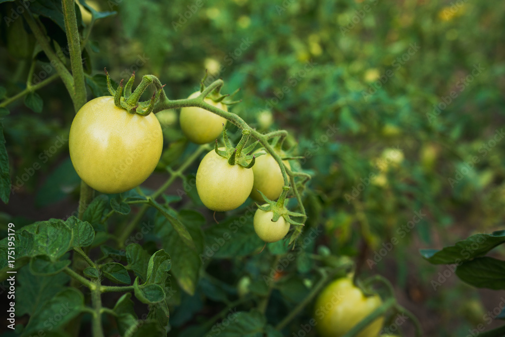 tomato on the branch in garden