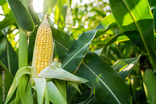 Close up of food corn on green field