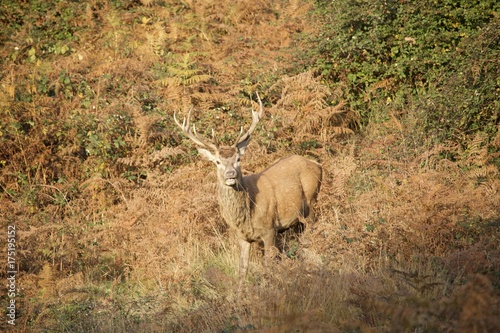 Fototapeta Naklejka Na Ścianę i Meble -  Londyn Richmond Park 