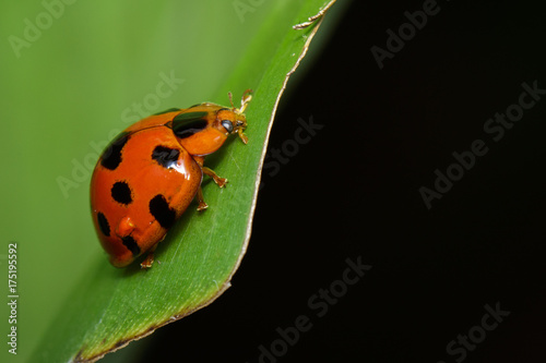 Image of Variable Lady Beetle(Coelophora inaequalis) on green leaves. Insect. Animal