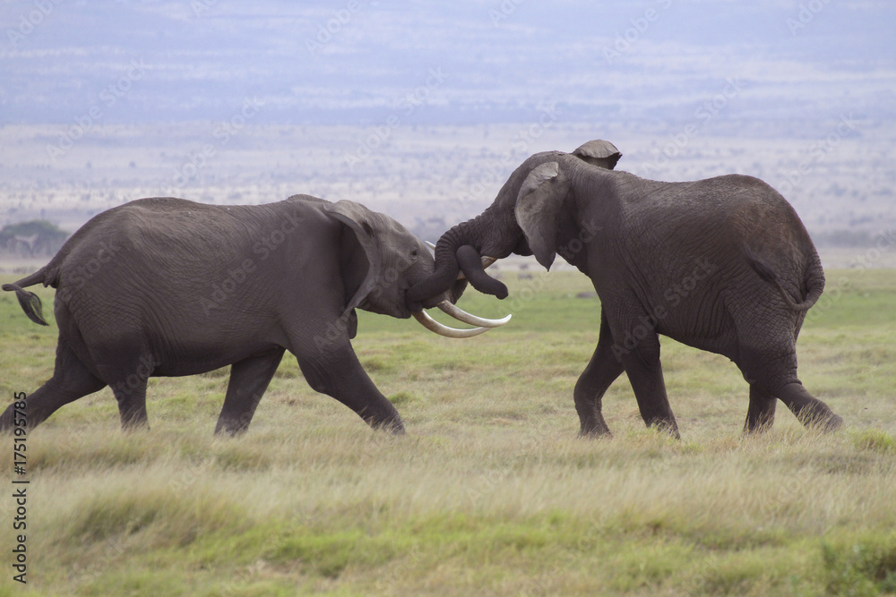 Kämpfende Elefanten, Jungtiere, (Loxodonta africana), Amboseli Nationalpark, Kenia, Ostafrika