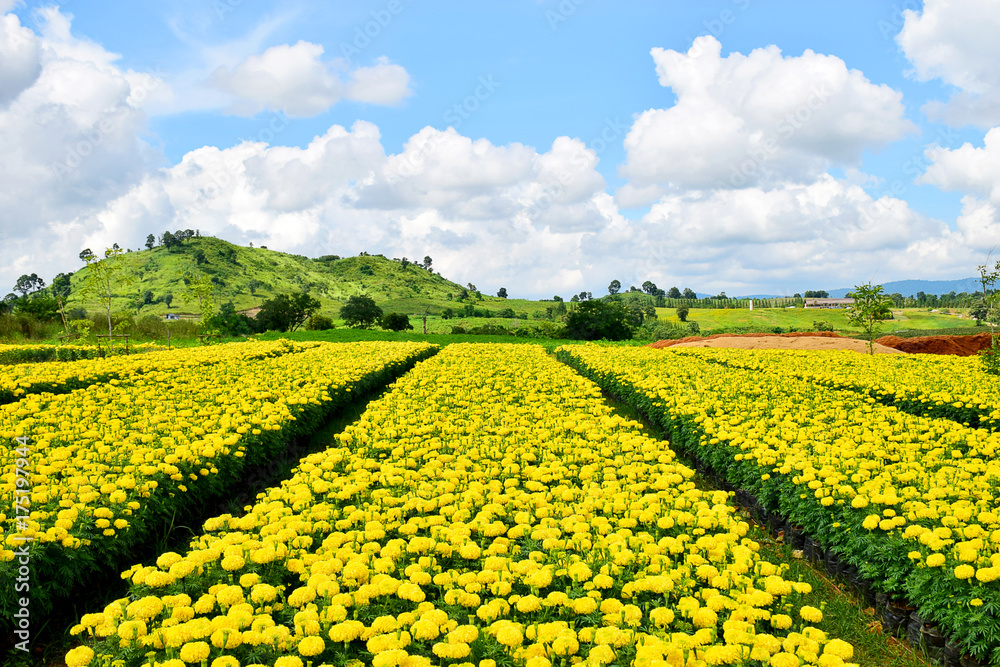 Yellow flowers field in nature