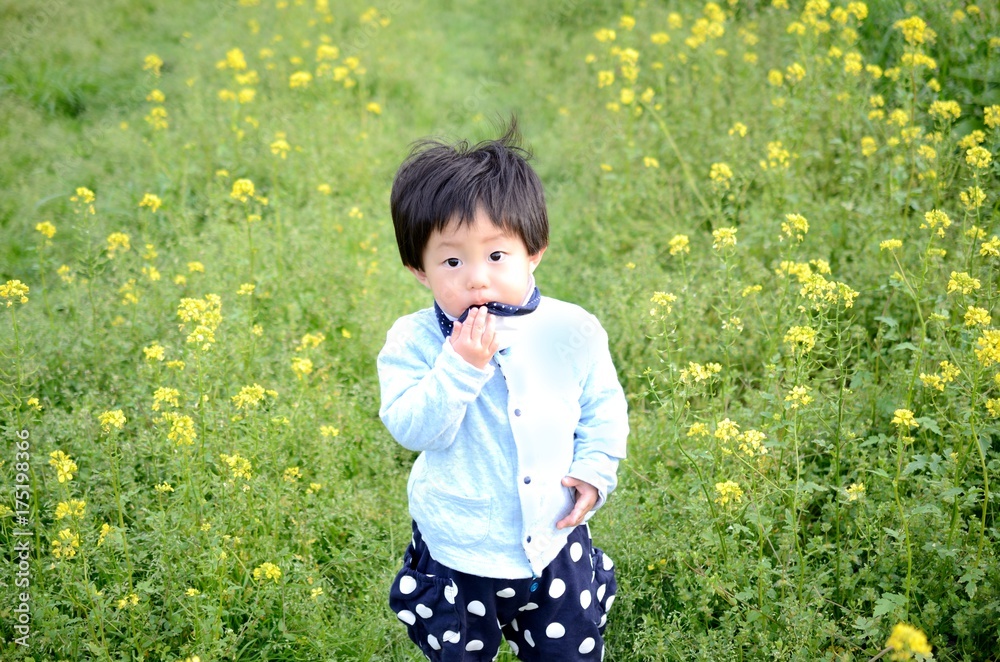 菜の花畑と子供 菜の花畑と子供