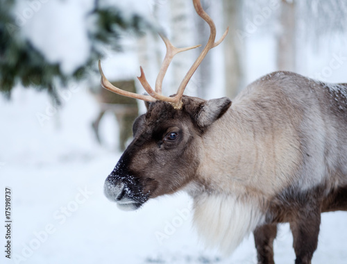 Reindeer in a winter landscape