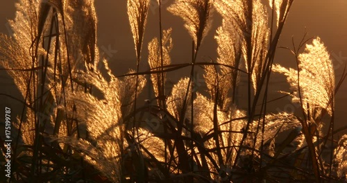 Uljin, KOREA, Beautiful reeds sway at sunset of light. photo