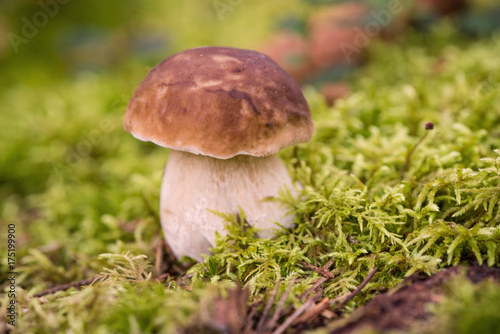 Young porcini mushroom in the woods. Fresh edible mushrooms in coniferous forest.