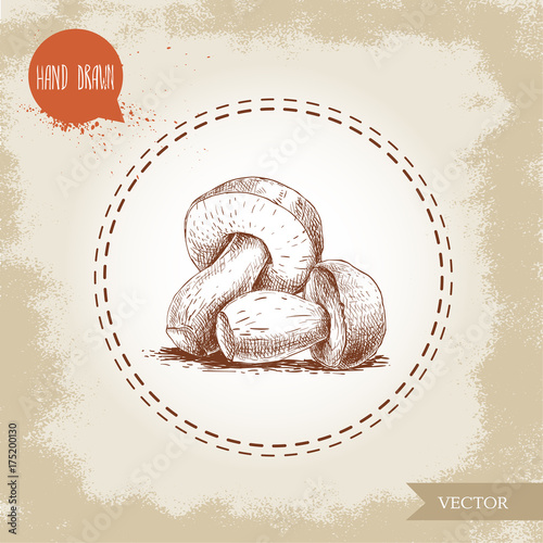 Hand drawn sketch style porcini mushroom composition. Fresh forest boletus edulis. Italian food ingredient. Fresh market product.
