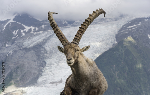 Alpine ibex on a background of mountains. French Alps. photo