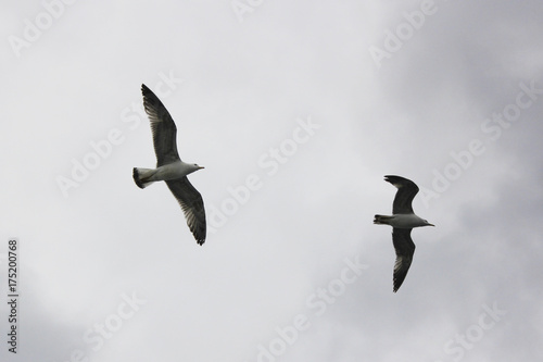 Fototapeta seagulls flying in the sky