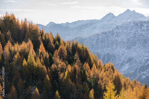 Scenic and colorful larches forest mountain landscape in sunny autumn winter morning outdoor. © frrrantastico