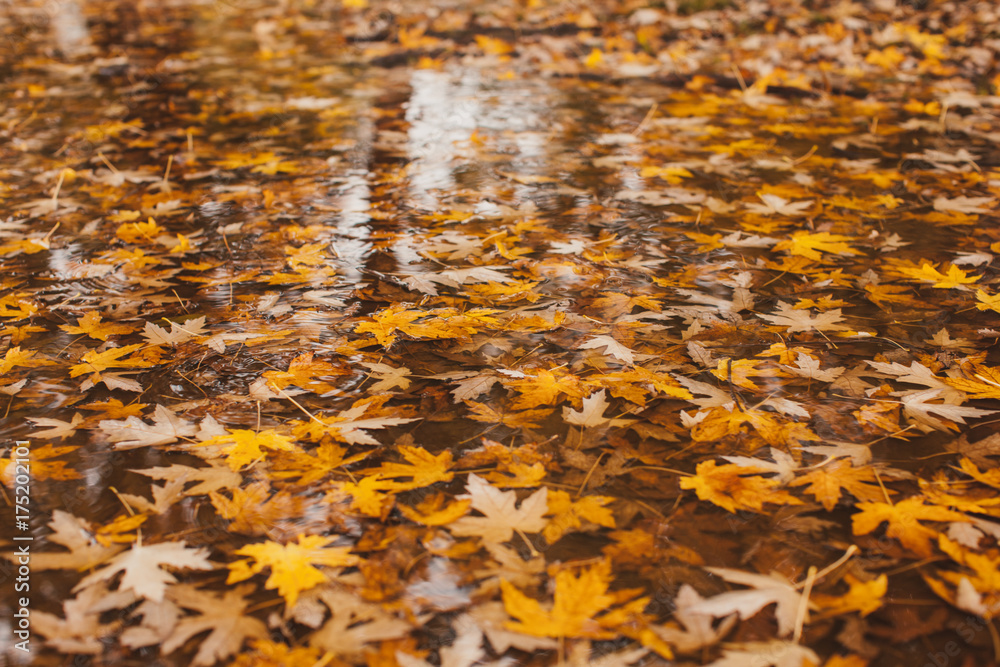 Maple leaves in water Maple leaves in water