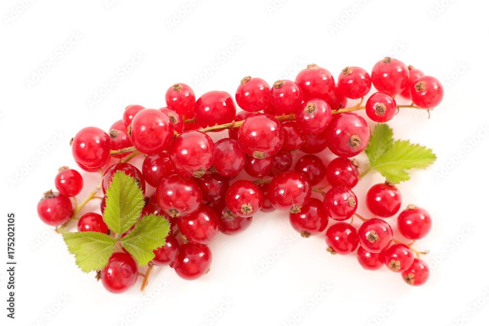 redcurrant isolated on white background redcurrant isolated on white background