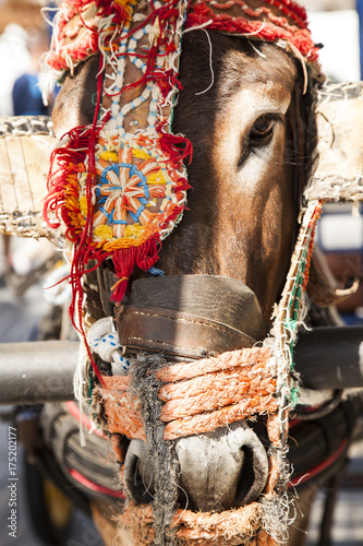 retrato de cabeza de burro o asno adornado y empleado como transporte de taxi para los turistas que visitan Mijas en Andalucía,España.