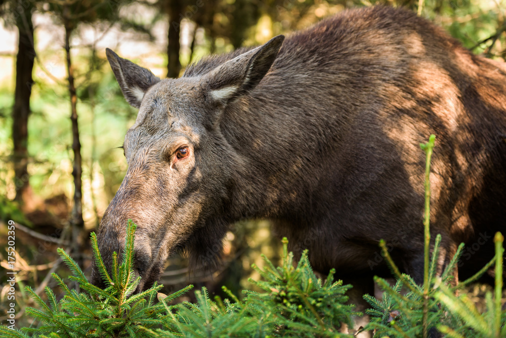 Moose (Alces alces) cow standing among small spruce plants in the forest. Moose (Alces alces) cow standing among small spruce plants in the forest.