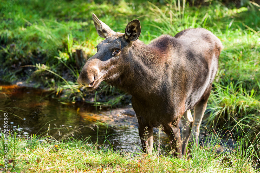 Moose (Alces alces) cow standing in a small forest river or stream. Moose (Alces alces) cow standing in a small forest river or stream.