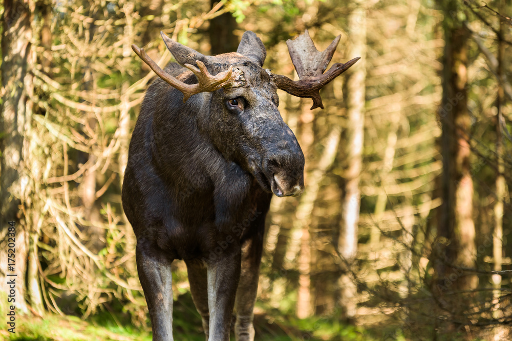 Old moose (Alces alces) bull standing in conifer forest. Old moose (Alces alces) bull standing in conifer forest.