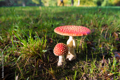 Amanita muscaria mushrooms photo