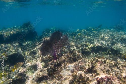 Single coral sea fan