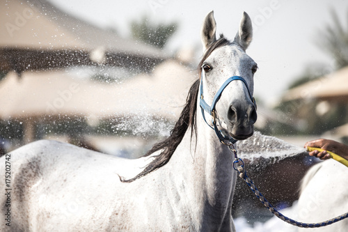 Canvas Print A relaxed Arabian horse enjoying a refreshing shower