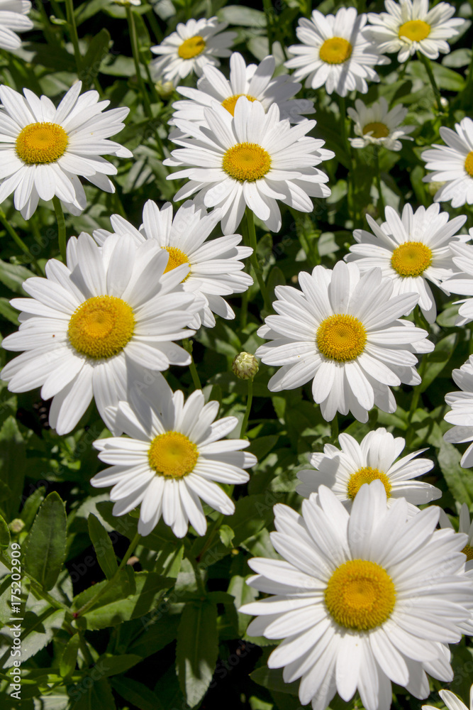 Obraz premium Big white daisy,natural floral background,white flowers wallpaper