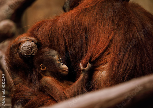 Mały Orangutan