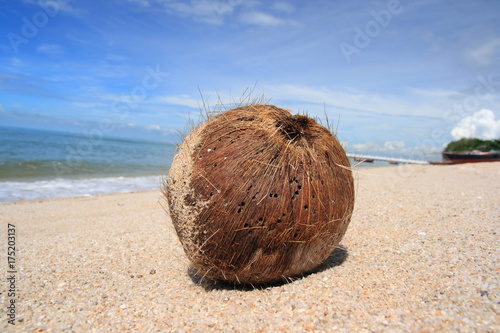 coconut on the beach2