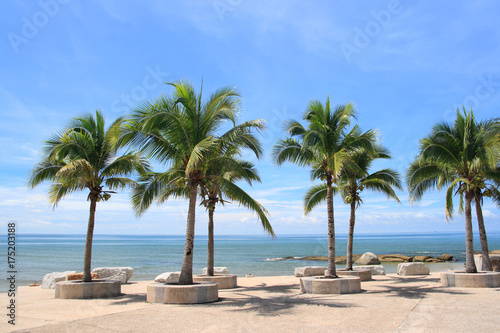 coconut on the beach3 © Tanewpix4289