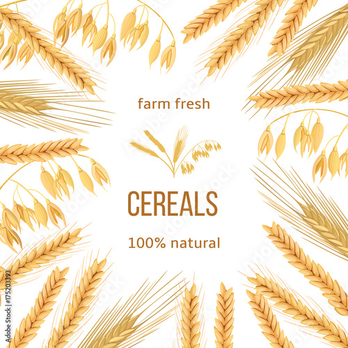 Wheat  barley  oat and rye. Four cereals grains and ears. Round label  text