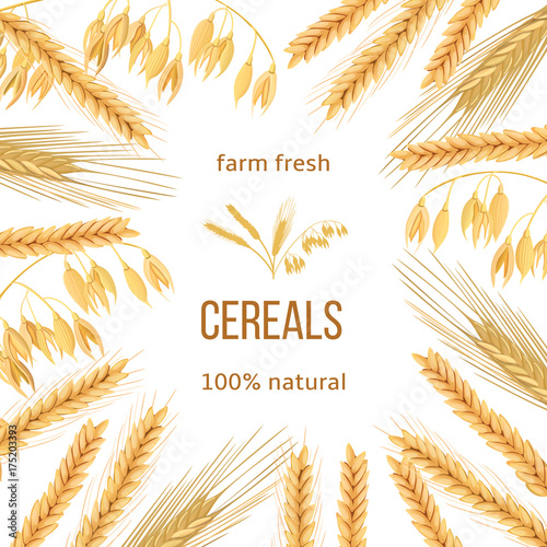 Wheat, barley, oat and rye. Four cereals grains and ears. Round label, text