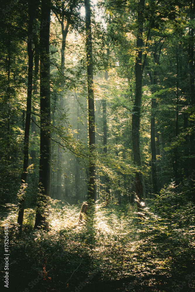 Obraz premium Sonnenstrahlen im Wald