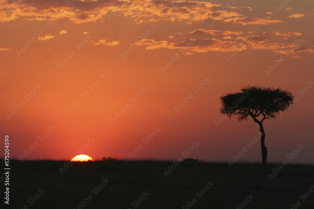 Sonnenuntergang im Masai Mara Nationalpark, Kenia, Ostafrika

 
  
 
 
