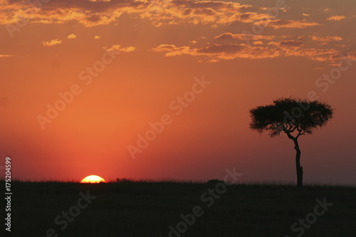 Sonnenuntergang im Masai Mara Nationalpark  Kenia  Ostafrika               